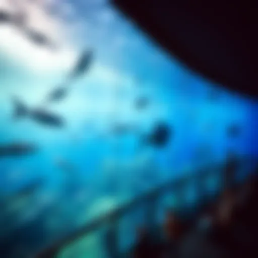 A panoramic view of the Dubai Aquarium showcasing diverse marine life.