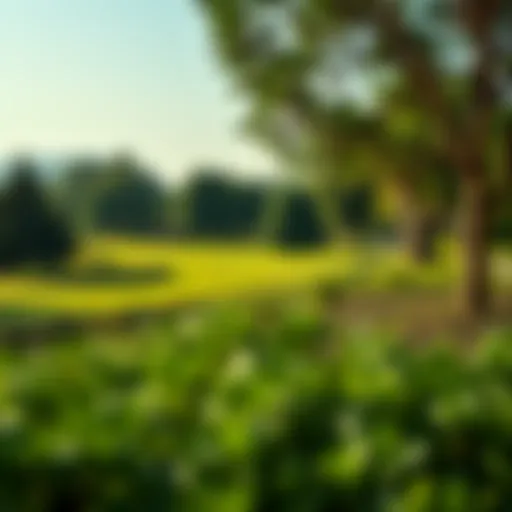 Serene landscape of JVC Park showcasing lush greenery