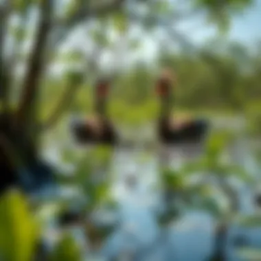 Biodiversity and Its Benefits in Mangrove Parks Biodiversity thriving in a mangrove ecosystem