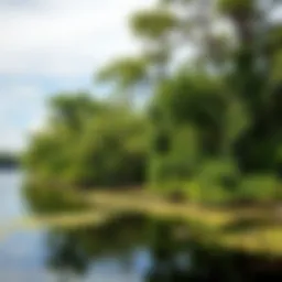 Lush mangrove trees providing habitat for wildlife