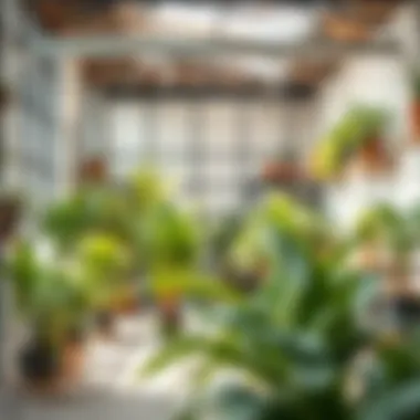 Notable Exploring the Plant Studio Scene in Dubai