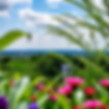 Panoramic view of the lush greenery surrounding the Miracle Garden