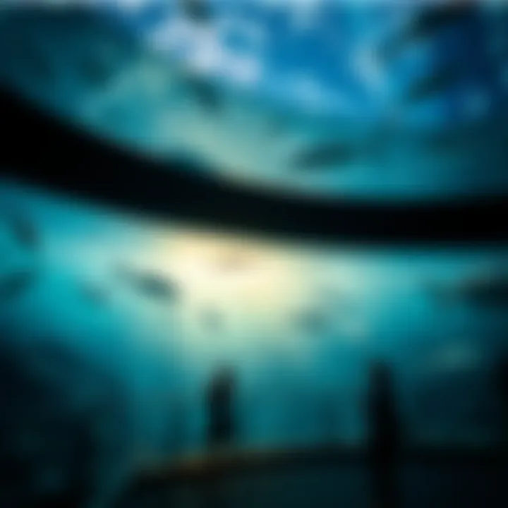 Notable The Atlantis Aquarium Experience: An In-Depth Exploration