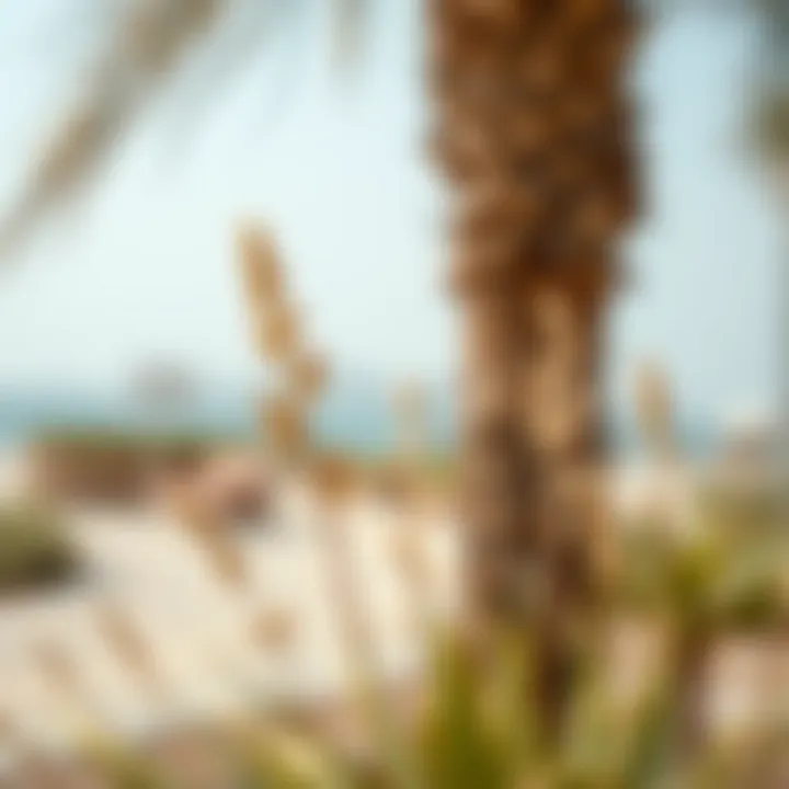 Ecological features of Umm Suqeim Beach Park highlighting native plant species